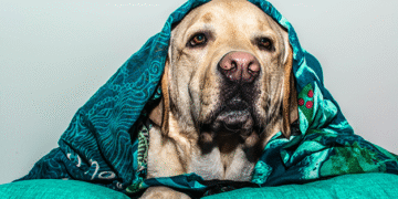 ¿Los humanos tenemos dificultades para entender las emociones de los perros?