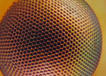 Científicos diseñan sistema de visión biónica con IA e inspirada en insectos