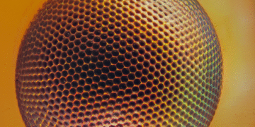 Científicos diseñan sistema de visión biónica con IA e inspirada en insectos