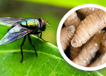 Así es como el gusano barrenador infecta a los humanos