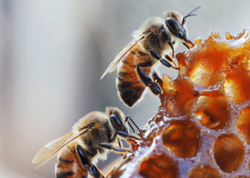 Estudio: El veneno de abeja podría tener aplicaciones médicas sobre el sistema vascular