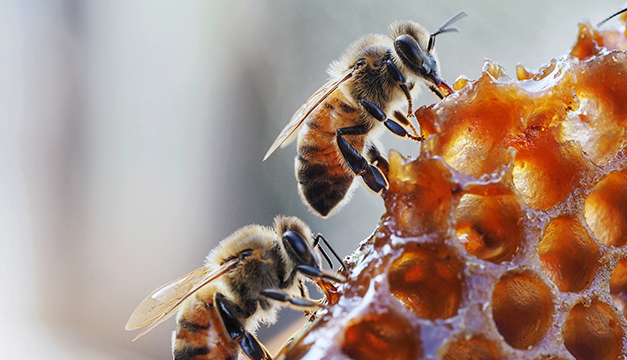 Estudio: El veneno de abeja podría tener aplicaciones médicas sobre el sistema vascular