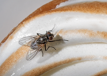 Esto es lo que una mosca deja en tu comida al posarse tan solo dos segundos