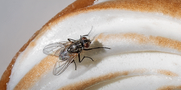 Esto es lo que una mosca deja en tu comida al posarse tan solo dos segundos
