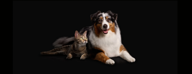¿Tu mascota duerme demasiado? Podría ser una señal de deterioro cognitivo