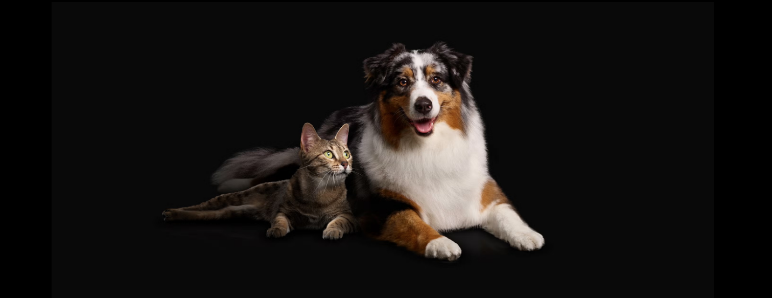 ¿Tu mascota duerme demasiado? Podría ser una señal de deterioro cognitivo