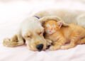 ¿Tu mascota duerme demasiado? Podría ser una señal de deterioro cognitivo