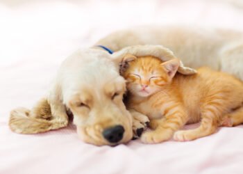 ¿Tu mascota duerme demasiado? Podría ser una señal de deterioro cognitivo