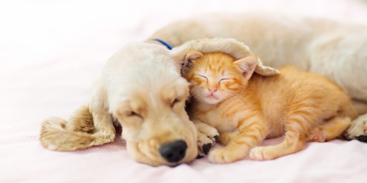 ¿Tu mascota duerme demasiado? Podría ser una señal de deterioro cognitivo