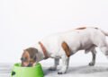 Cómo la alimentación y la prevención pueden proteger la salud cognitiva de las mascotas