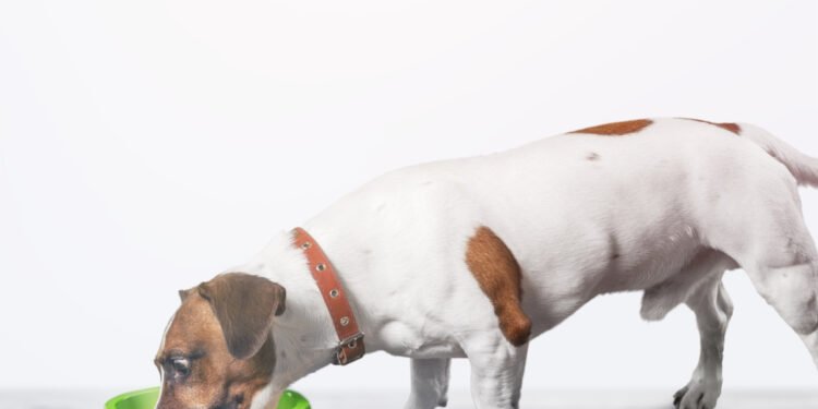 Cómo la alimentación y la prevención pueden proteger la salud cognitiva de las mascotas