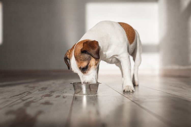 Cómo la alimentación y la prevención pueden proteger la salud cognitiva de las mascotas